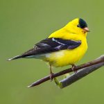 American Goldfinch